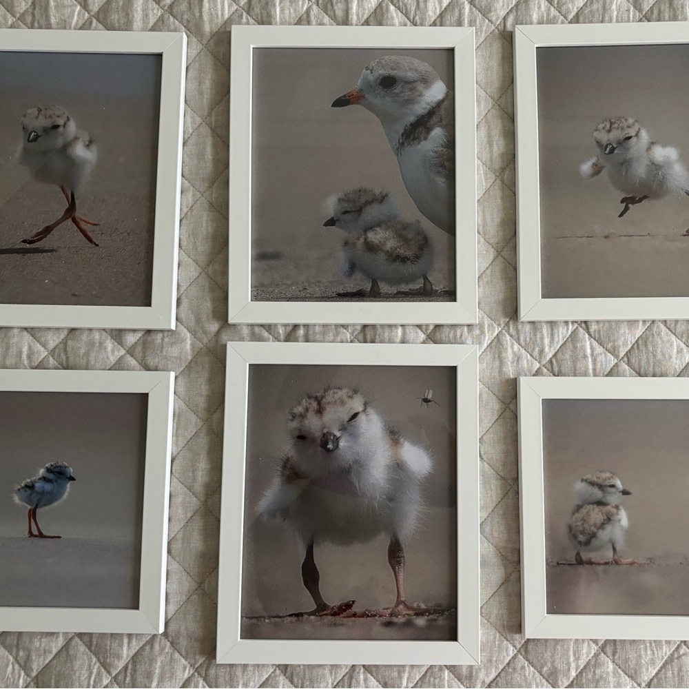 Set of 6 Piping Plover Bird Art Prints in White Frames